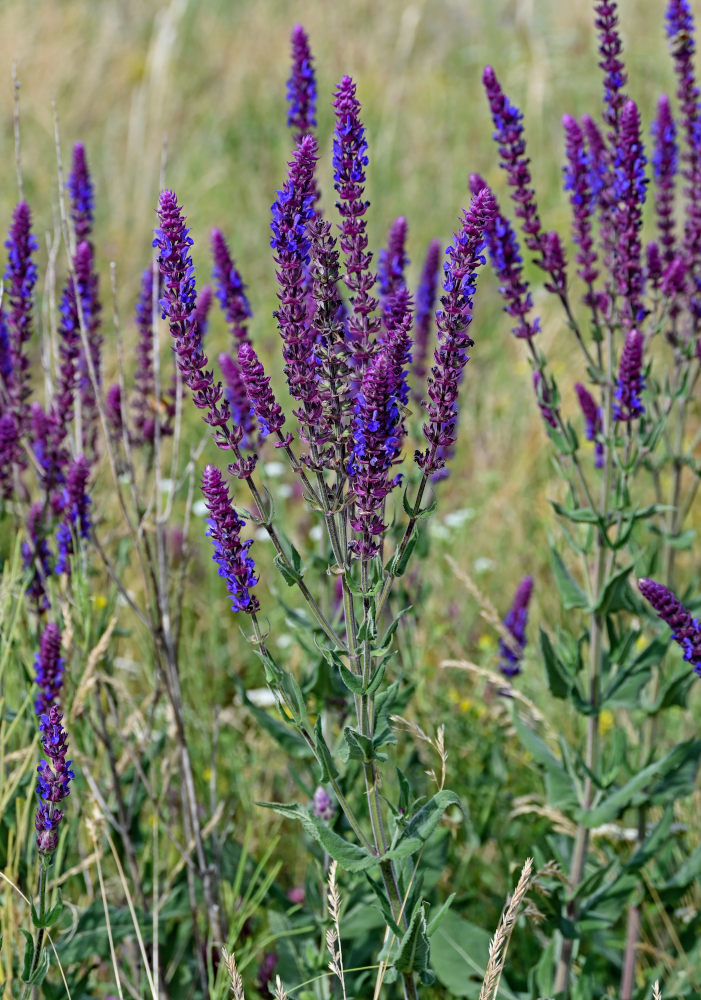 Изображение особи Salvia tesquicola.