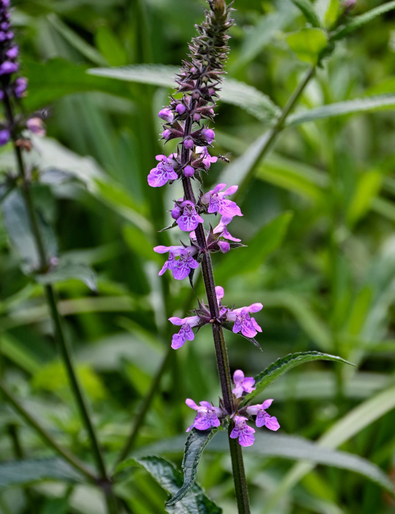 Изображение особи Stachys palustris.