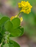 Medicago lupulina. Верхушка побега с соцветиями - цветущим и развивающимися. Московская обл., Талдомский р-н, окр. пгт Запрудня, опушка смешанного леса. 25.06.2023.