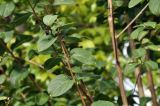 Lagerstroemia indica