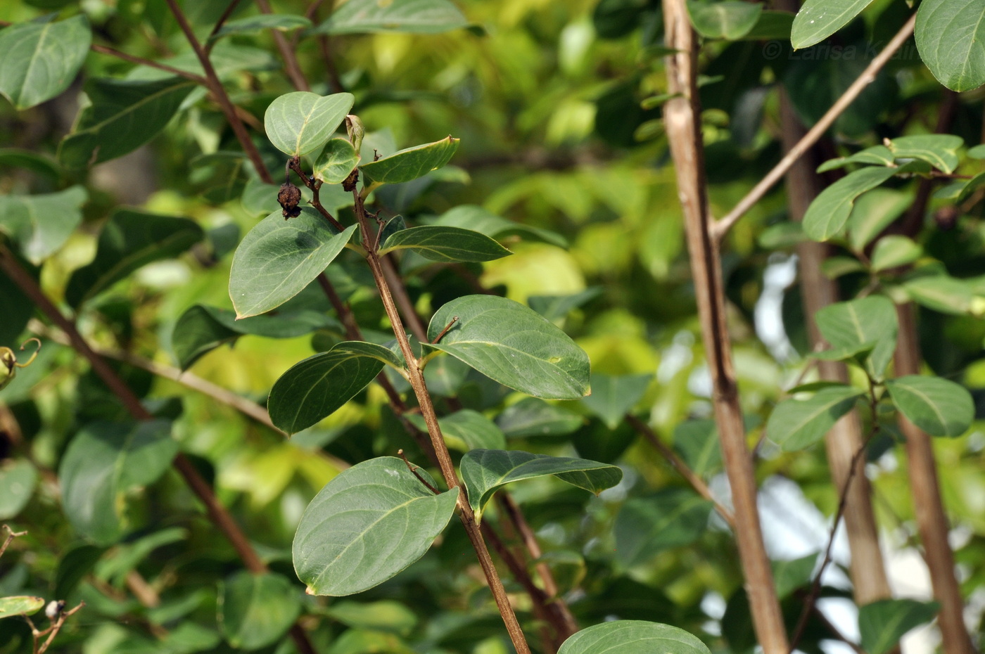 Image of Lagerstroemia indica specimen.