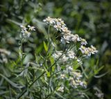 Achillea salicifolia