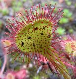 Drosera rotundifolia. Растения на торфяном берегу заболоченного старого карьера. Коми, Корткеросский р-н, окр. пос. Маджа. 19.06.2010.