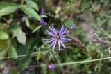 Aster bessarabicus