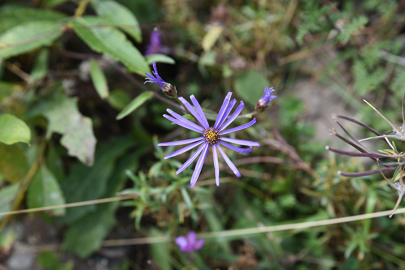 Изображение особи Aster bessarabicus.