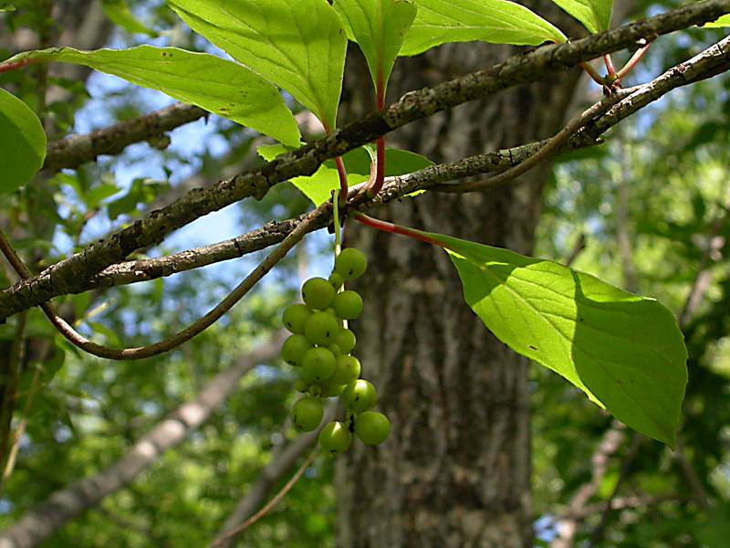 Image of Schisandra chinensis specimen.