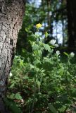 Chelidonium majus