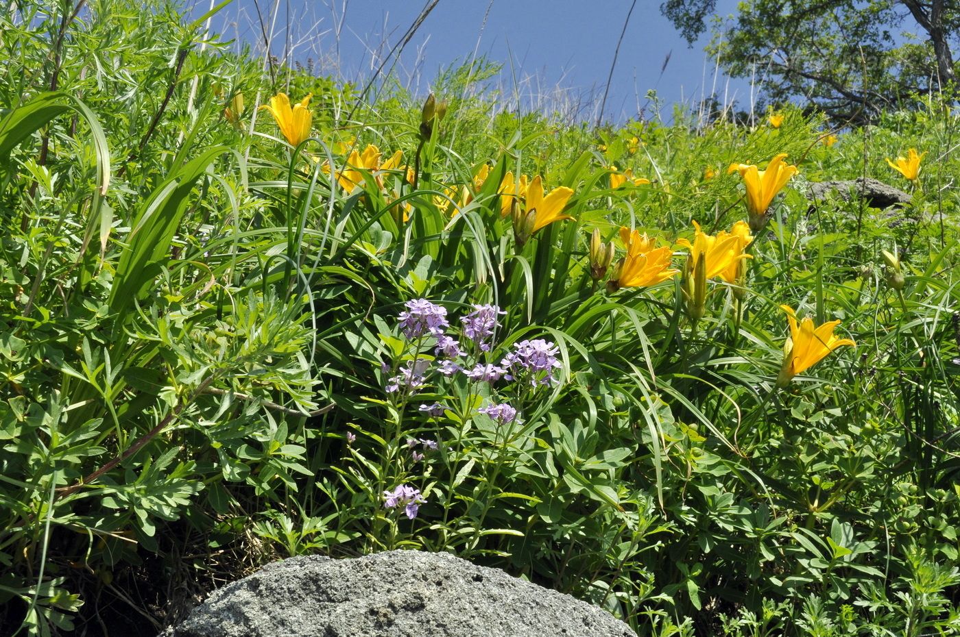 Image of Hemerocallis middendorffii specimen.
