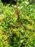 Listera cordata