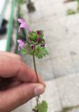 Lamium amplexicaule