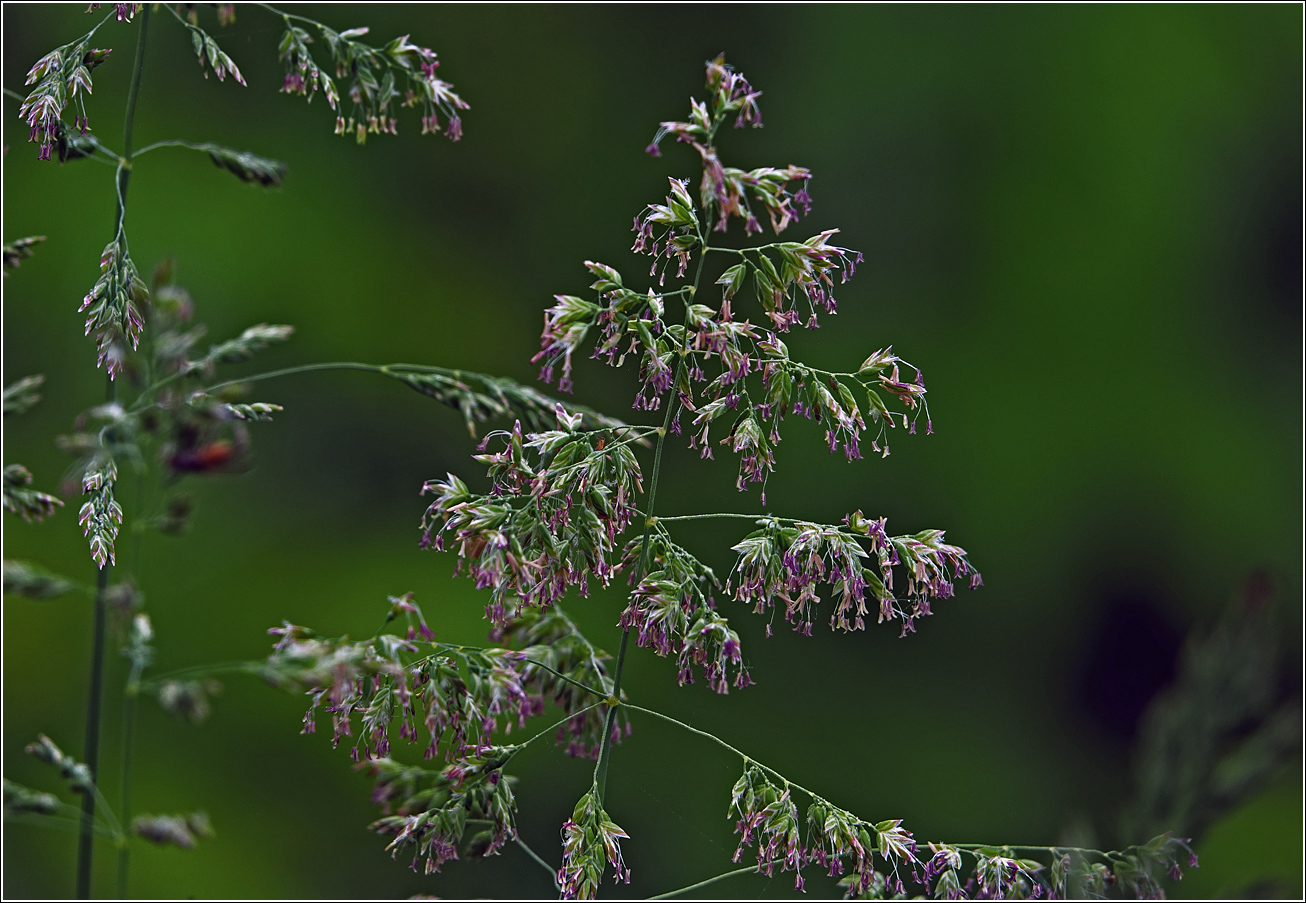 Изображение особи Poa angustifolia.
