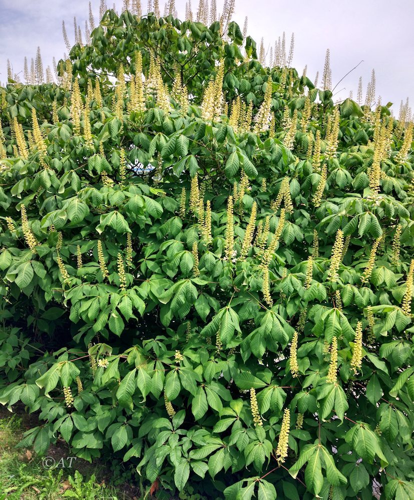 Image of Aesculus parviflora specimen.
