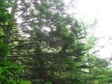 Abies sachalinensis