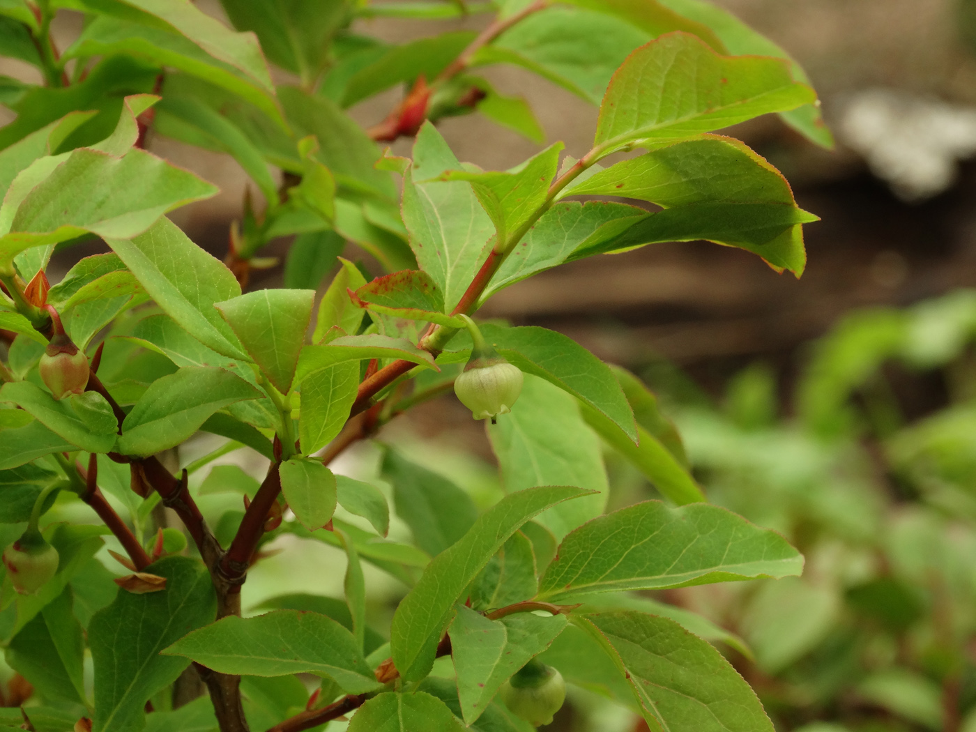 Изображение особи Vaccinium membranaceum.