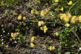 genus Anthyllis
