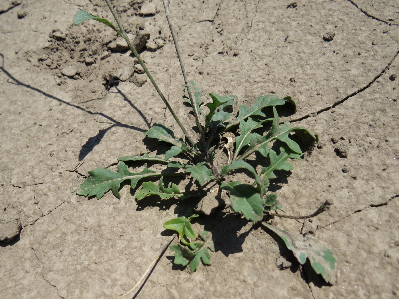 Image of Diplotaxis muralis specimen.