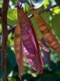 Cercis siliquastrum