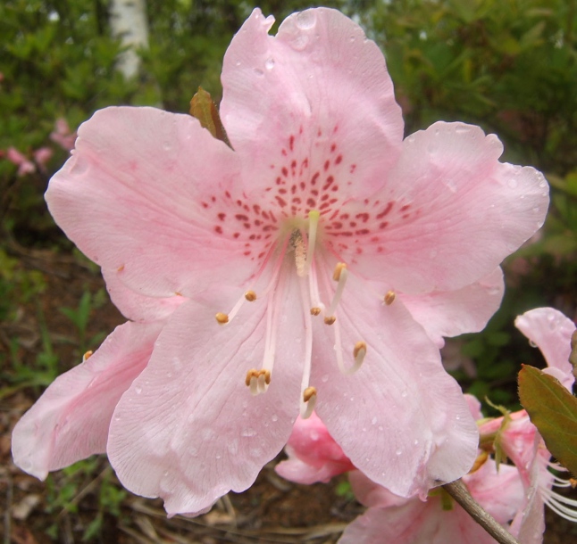 Image of Rhododendron schlippenbachii specimen.