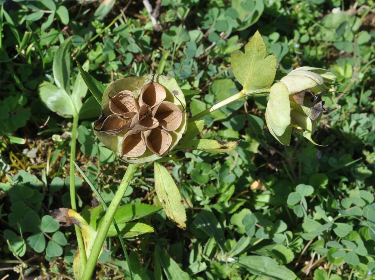 Изображение особи Helleborus caucasicus.