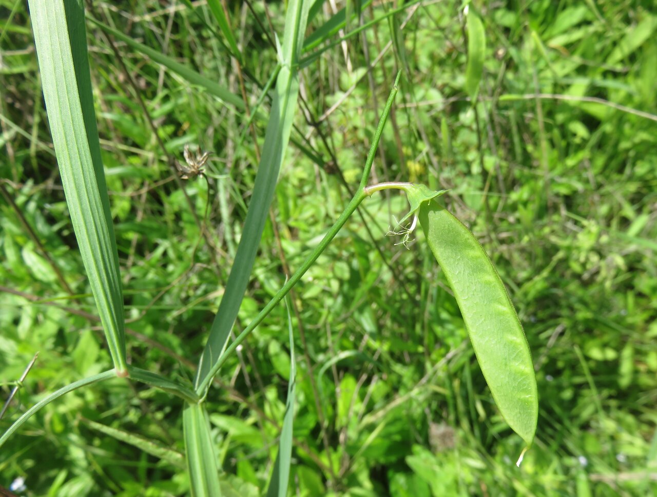 Image of Lathyrus annuus specimen.