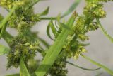 Rumex maritimus. Нижние части соцветий с завязавшимися плодами и прилипшими песчинками и части листьев. Ленинградская обл., Кингисеппский р-н, окр. дер. Выбье, окр. экологической тропы; берег Финского залива, песчаный пляж, зона заплеска. 04.08.2024.