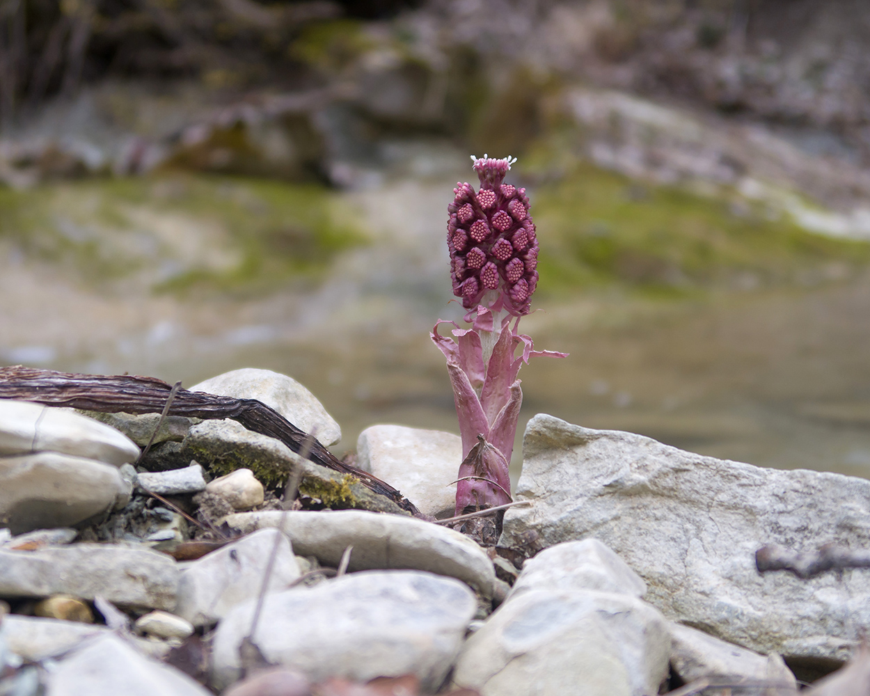 Изображение особи Petasites hybridus.
