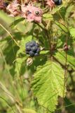 Rubus caesius. Спелый плод (вверху - отцветшие цветки). Псковская обл., Печорский р-н, окр. дер. Вастцы, суходольный злаково-разнотравный луг на известняке. 18.08.2024.