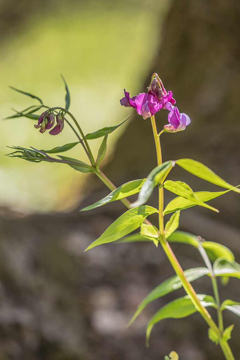 Изображение особи Lathyrus vernus.