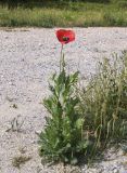 Papaver somniferum. Цветущее растение в сообществе с Plantago coronopus. Испания, Каталония, пров. Жирона, комарка Баш Эмпорда, муниципалитет Калонже, пустырь. 01.05.2025.