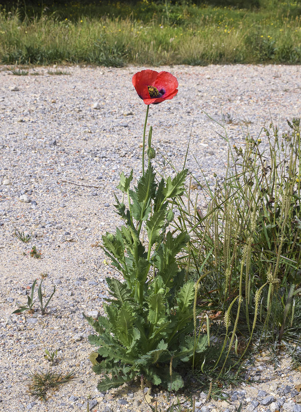 Изображение особи Papaver somniferum.