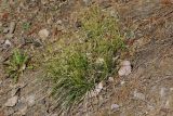 Carex ericetorum. Цветущие растения. Ленинградская обл., Приозерский р-н, окр. дер. Борисово, смешанный лес с преобладанием Pinus sylvestris, склон к дороге, песчаная почва. 09.05.2025.