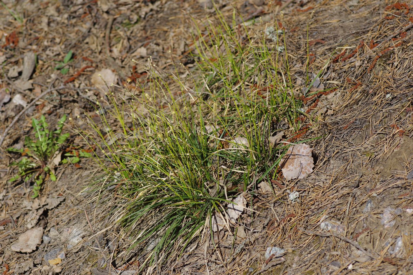 Image of Carex ericetorum specimen.