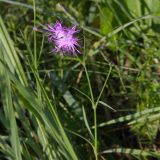 Dianthus superbus