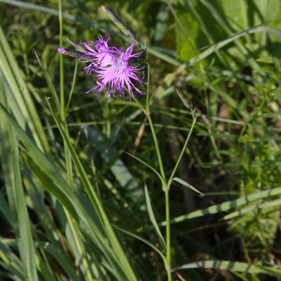 Image of Dianthus superbus specimen.