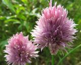 Allium schoenoprasum. Соцветия. Коми, Интинский р-н, нац. парк \"Югыд Ва\", левый берег р. Кожим ниже устья р. Балбанью. 29.07.2010.