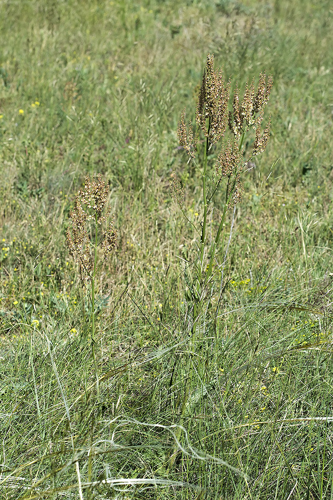 Image of Rumex tuberosus specimen.