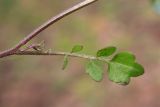Cardamine occulta