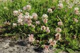 Trifolium repens