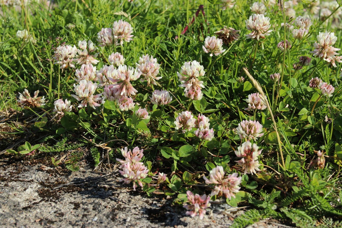 Image of Trifolium repens specimen.