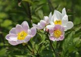 Paeonia lactiflora. Цветки, бутон и сегменты листьев. Приморский край, Шкотовский р-н, окр. с. Многоудобное, остепнённый каменистый южный склон. 31.05.2025.