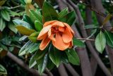 Magnolia grandiflora. Верхушка ветви с отцветающим цветком. Китай, пров. Шэньси, г. Сиань, в культуре. 01.06.2025.