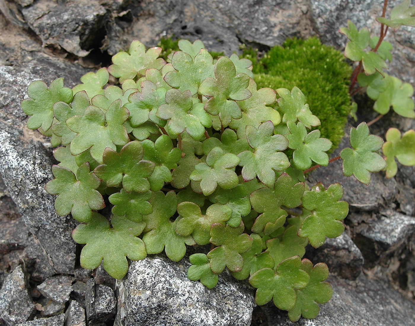 Изображение особи Saxifraga sibirica.