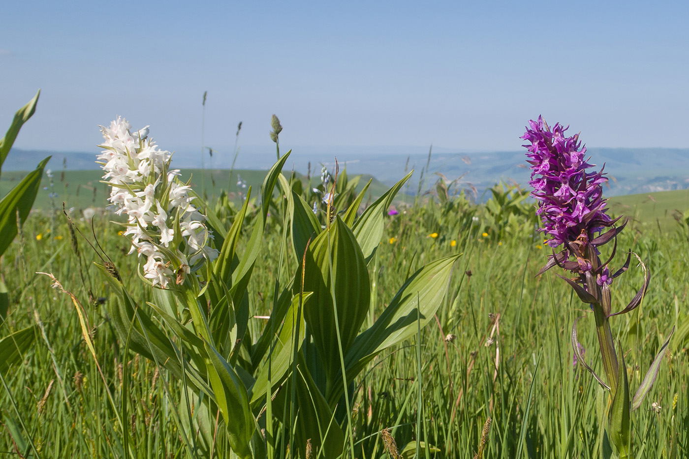 Изображение особи Dactylorhiza euxina.