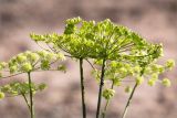 Heracleum sibiricum