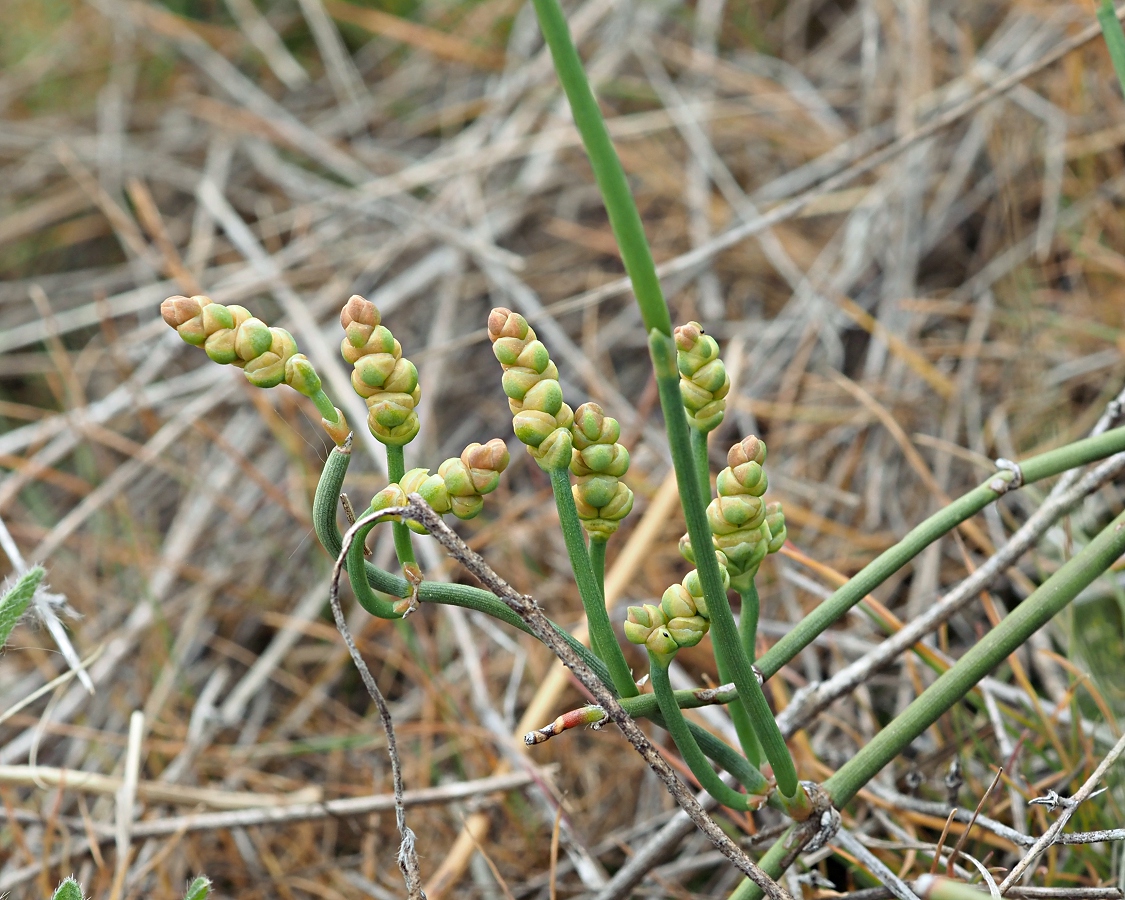 Image of Ephedra distachya specimen.