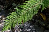 Polystichum setiferum. Верхушка вайи. Португалия, округ Лиссабон, г. Синтра, в парке. 05.08.2025.