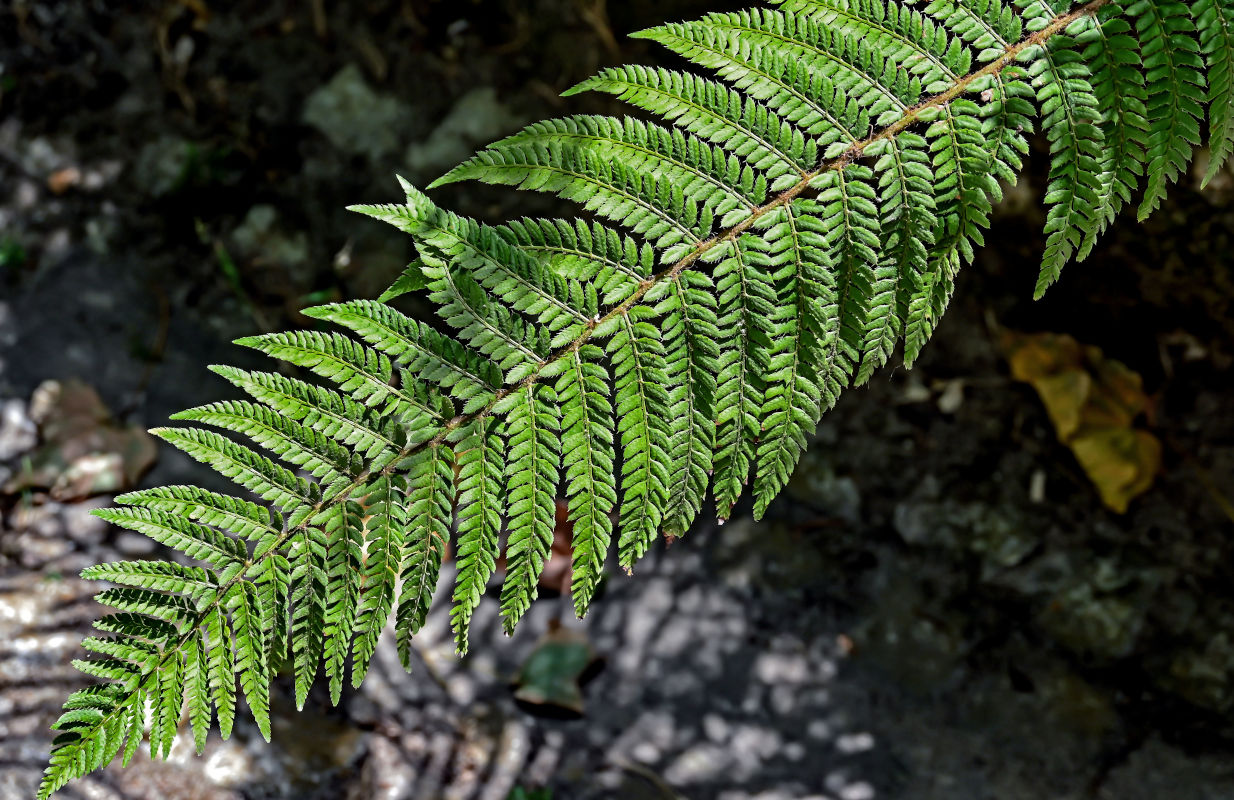 Image of Polystichum setiferum specimen.