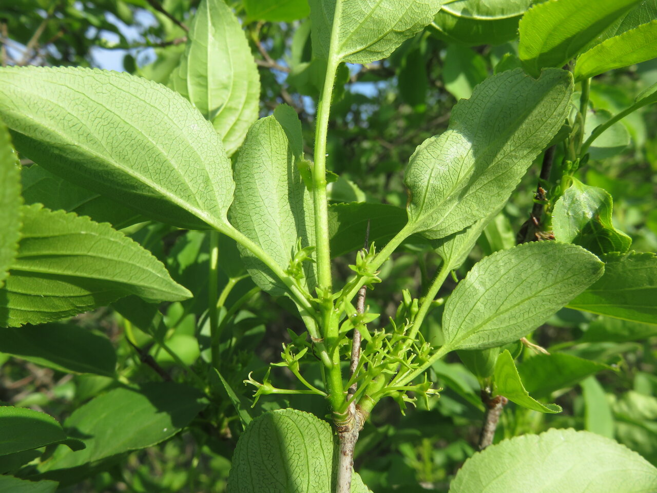 Изображение особи Rhamnus cathartica.