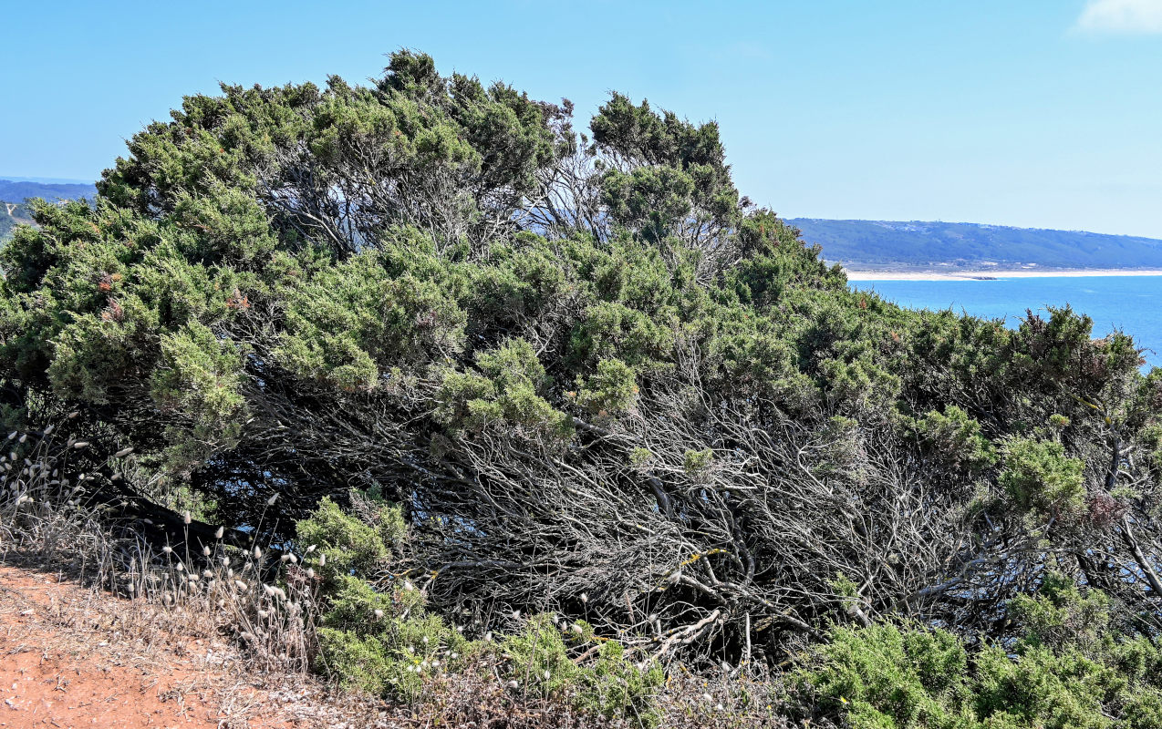 Изображение особи Juniperus phoenicea.
