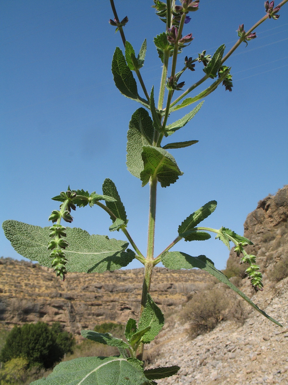 Image of Salvia virgata specimen.
